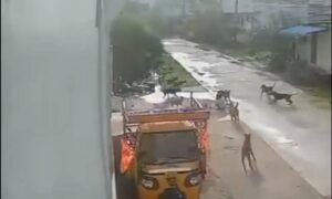 Stray dogs attack minor girl in Telangana
