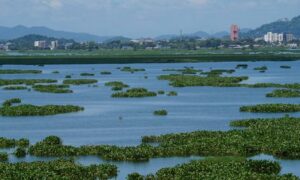 Toxic waste in Assam wetland is leading to harmful algal