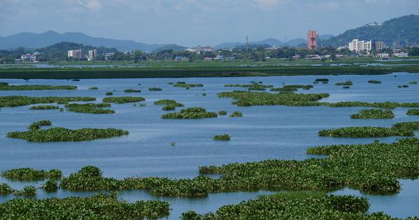 Toxic waste in Assam wetland is leading to harmful algal