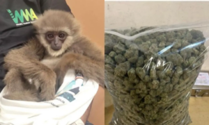 Wildlife and Drug smuggling foiled by Mumbai customs at CSMI
