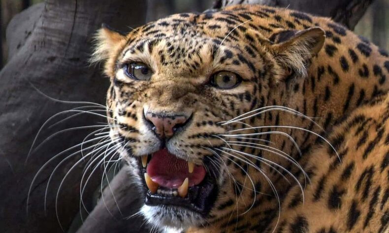 1762132883 Villagers set forest dept vehicle on fire after leopard attack