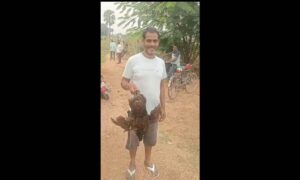 1762608689 Who left the chickens out Over 100 hens found roaming