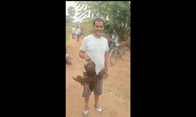 1762608689 Who left the chickens out Over 100 hens found roaming