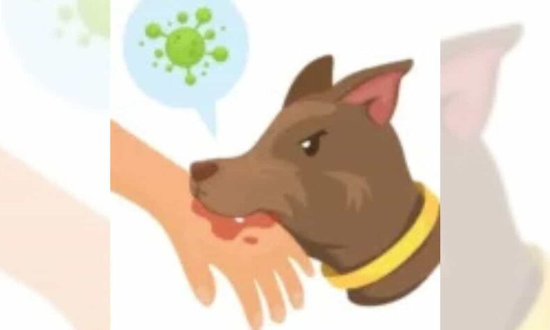 1762626990 Stray dogs bite 40 persons in two days in Damoh