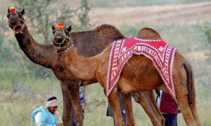 Camel population plunges 75 – can a new policy push