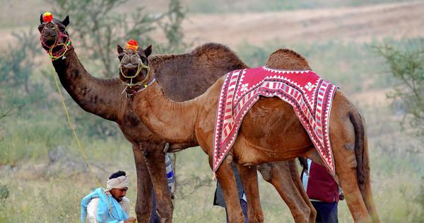 Camel population plunges 75 – can a new policy push