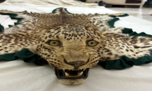DRI Nagpur foils illegal wildlife trade seizes leopard skin with
