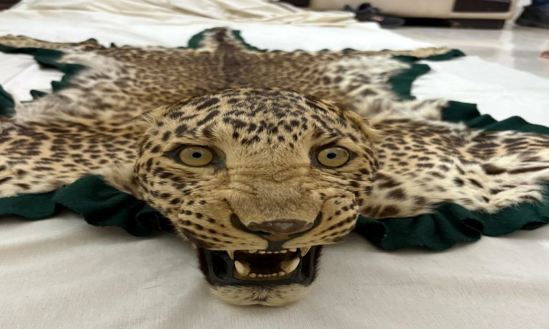 DRI Nagpur foils illegal wildlife trade seizes leopard skin with