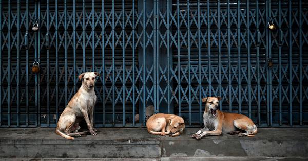For Indias street dog debate lessons from a mother in