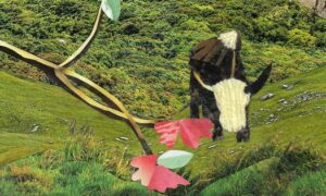 In the Himalayas Quillo a baby hedgehog and Loni a