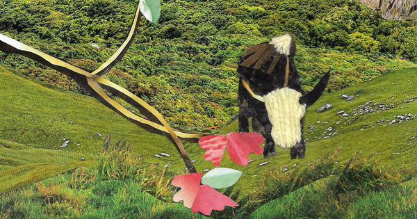 In the Himalayas Quillo a baby hedgehog and Loni a