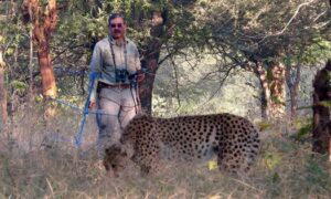 India to get eight more cheetahs from Botswana