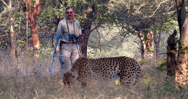 India to get eight more cheetahs from Botswana