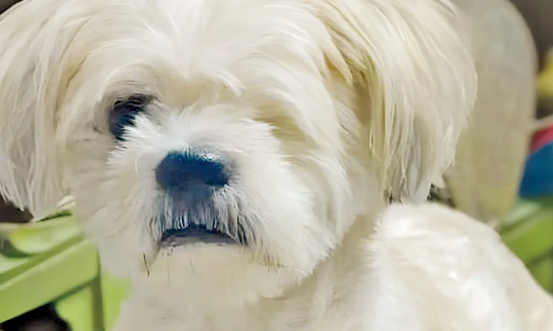 Mumbai Elderly near blind dog mobile phones stolen from Andheri home