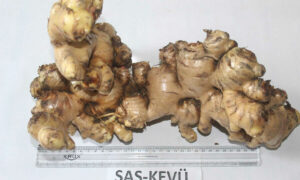 New Ginger variety SAS KEVU developed at Nagaland University