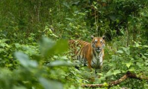 Railway project for coal transport will cut through tiger sanctuaries