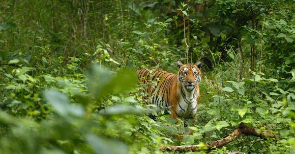 Railway project for coal transport will cut through tiger sanctuaries