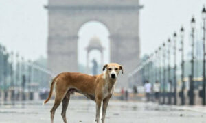 SC orders removal of stray dogs from schools hospitals highways