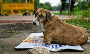 SC orders stray dogs to be removed from public places