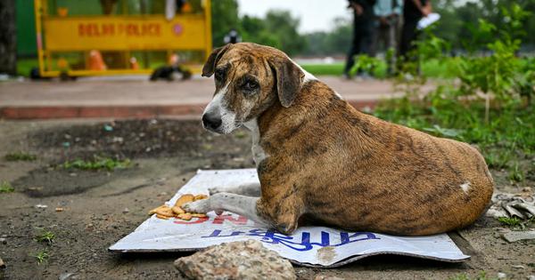 SC orders stray dogs to be removed from public places