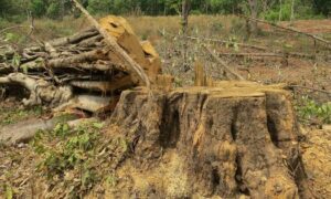 SC reverses its verdict that barred retrospective environmental clearance for