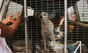 Supreme Court orders stray dogs to be removed from schools