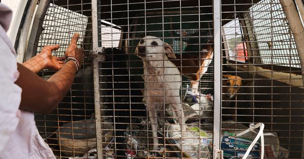 Supreme Court orders stray dogs to be removed from schools