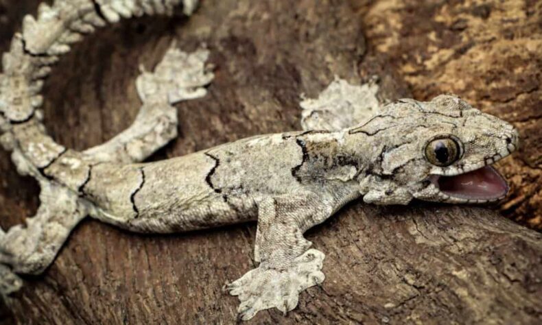 ZSI scientists discover new Gecko species in Andhra Pradesh